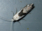 Ceromitia trigoniferella